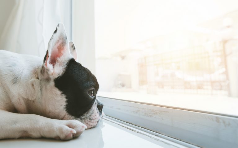 Dog looking at a Window
